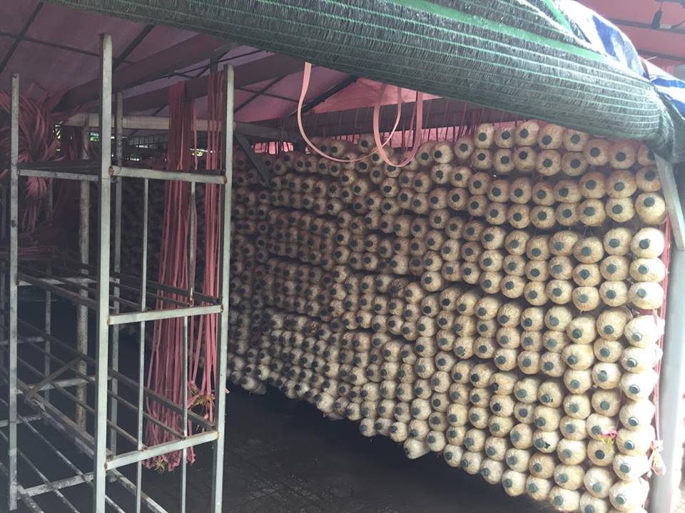 Công ty TMD chuyên lắp đặt hệ thống phun sương tưới nấm giá rẻ tại tphcm