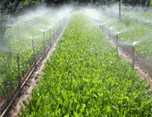 Hệ thống phun sương tưới cây chuyên ngiệp