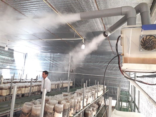 Hệ thống phun sương tưới cho nấm