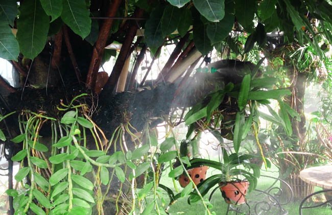 Hệ thống phun sương tưới lan tự động công nghiệp