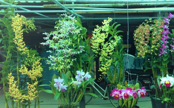 Hệ thống phun sương tưới lan tự động