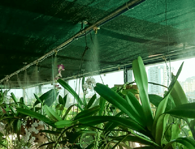 Hệ thống phun sương tưới lan tự động