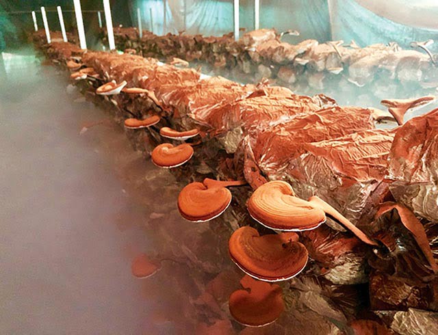 Hệ thống phun sương tưới nấm linh chi