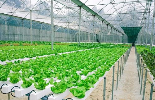Hệ thống tưới nhà màng bằng phun sương