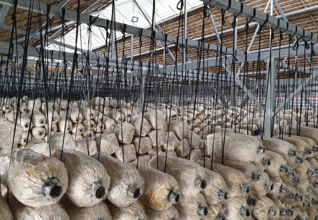 Lắp đặt hệ thồng phun sương nhà trồng nấm