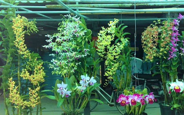 Lắp đặt máy phun sương tưới lan tự động
