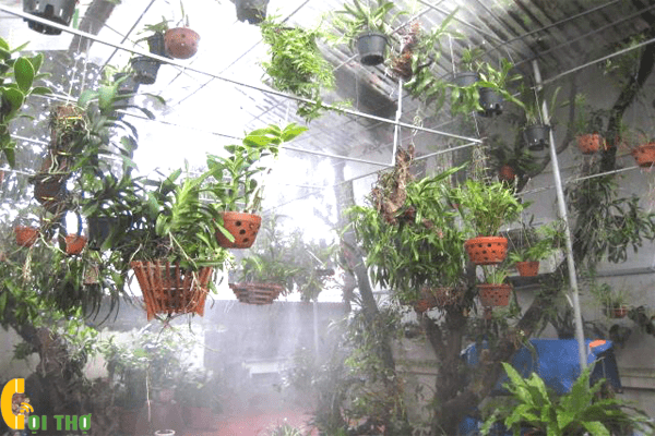 Máy phun sương cho nhà trồng lan