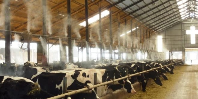 Máy phun sương giúp làm mát và khử mùi chuồng trại cực kỳ hiệu quả