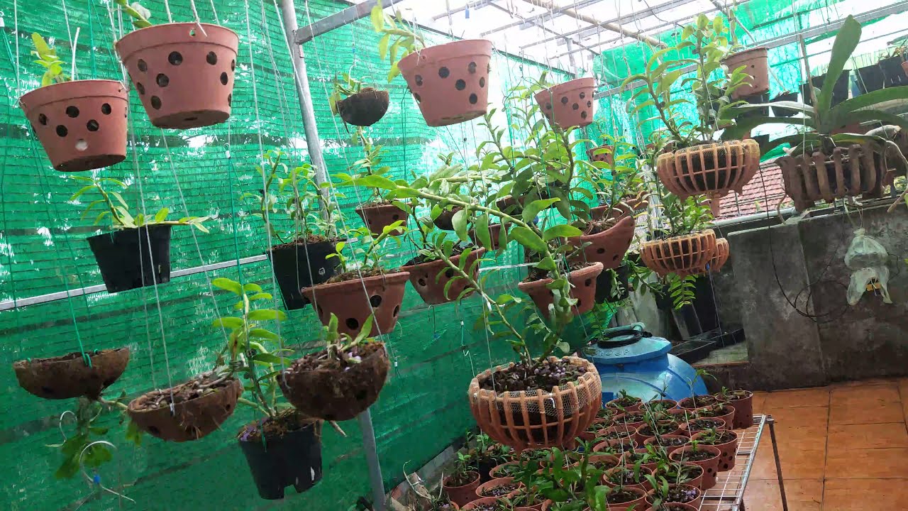 Lựa chọn máy bơm tưới phun sương cho vườn trồng rau