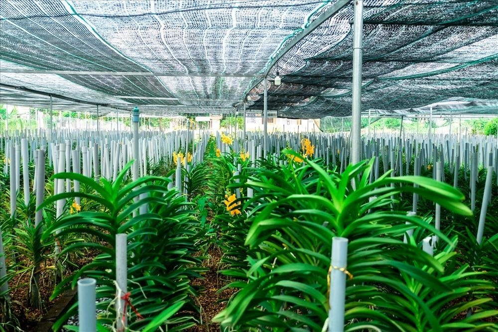 Máy phun sương cho vườn lan Giải pháp tưới nước hiệu quả