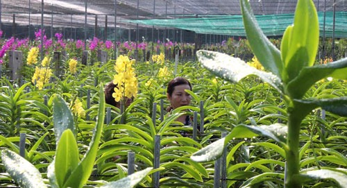 Tưới phun sương trong nông nghiệp Giải pháp tiết kiệm nước và hiệu quả cao