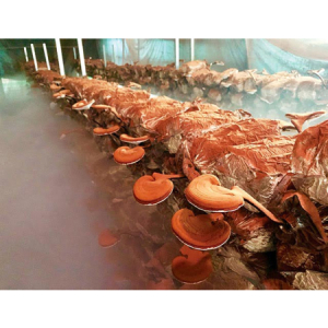 Những điều cần biết khi lắp đặt máy phun sương trồng nấm