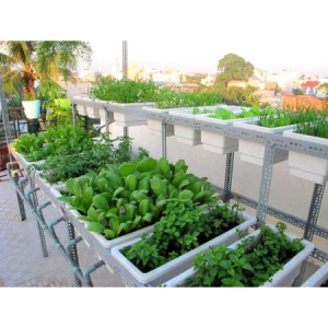 Lợi ích của việc sử dụng hệ thống phun sương hẹn giờ
