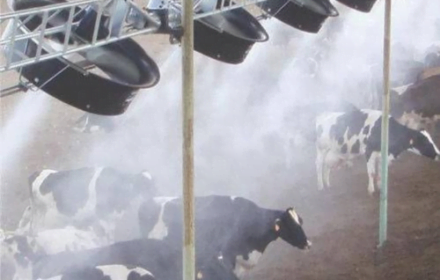 Hệ thống phun sương trang trại nuôi bò