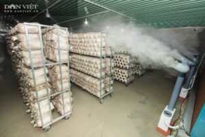 Lắp đặt hệ thống phun sương giúp nuôi trồng nấm đơn giản, hiệu quả và thu lợi nhuận cao hơn