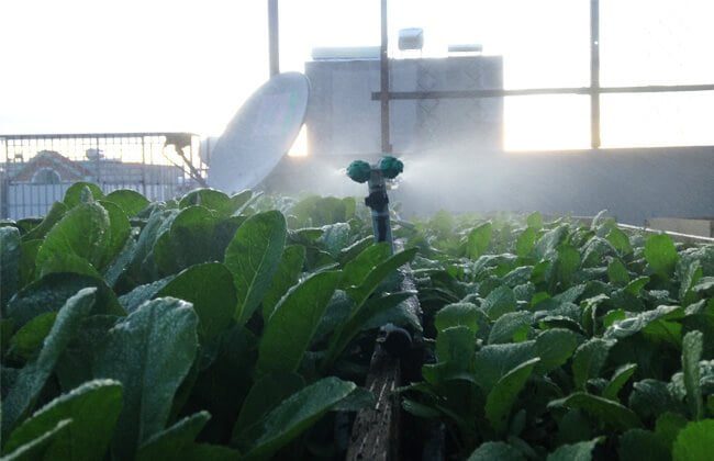 Một hệ thống phun sương sử dụng trong trồng trọt