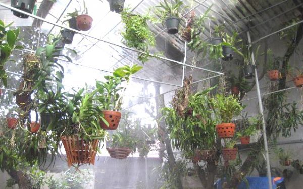 Máy phun sương cho vườn lan Giải pháp tưới nước hiệu quả